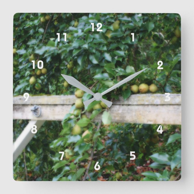 Horloge Carrée Bartlett Pears On Tree Orton Effect  (Recto)