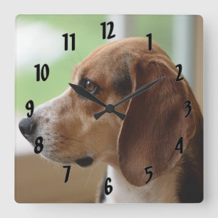 Horloge Carrée Beagle de rêve du jour
