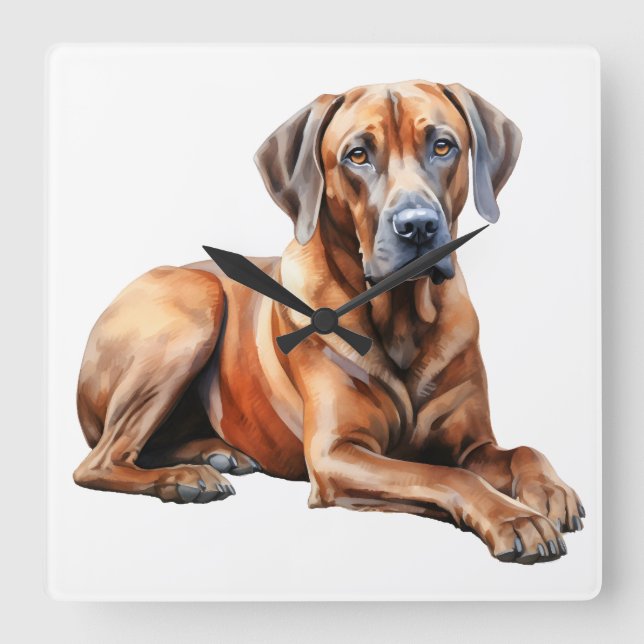 HORLOGE CARRÉE BEAU GRAND CHIEN RHODESIAN RIDGEBACK (Recto)