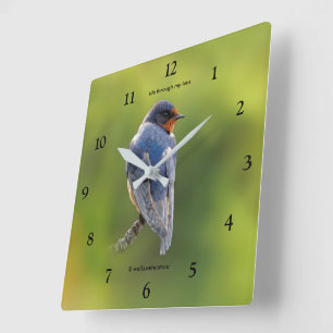 Horloge Carrée Beau oiseau-chanteur d'hirondelle de grange en bra