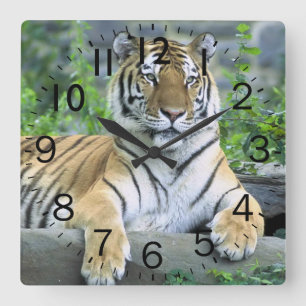 Horloge Carrée Beau tigre