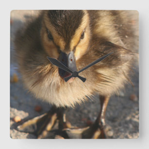 Horloge Carrée Bébé Mallard Canards Canards Canards Animaux sauva