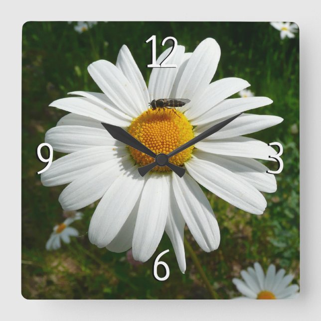 Horloge Carrée Bee on Daisy Alaskan Summer Nature (Recto)