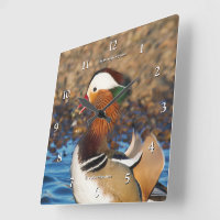 Belle Chatty Mandarin Canard à l'étang