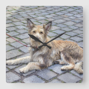 Horloge Carrée Berger de Picardie