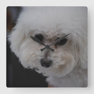 Horloge Carrée Bichon doux Frise