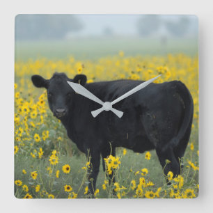 Horloge Carrée Black Calf in a Field of Sunflowers