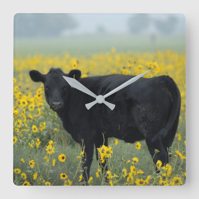Horloge Carrée Black Calf in a Field of Sunflowers (Recto)