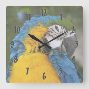 Horloge Carrée Blue And Gold Parrot