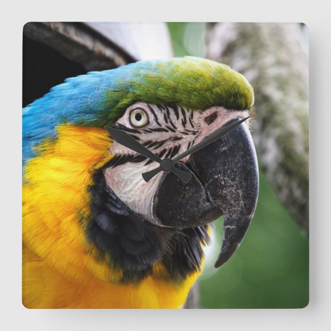 Horloge Carrée Blue and yellow macaw (Recto)