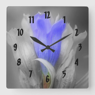 Horloge Carrée Blue Gentian Flower In Black and White