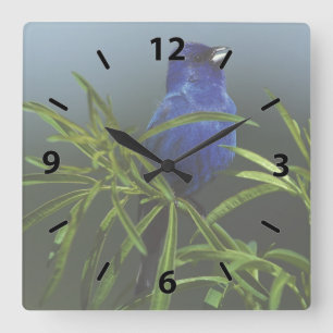 Horloge Carrée Blue indigo Bunting Bird