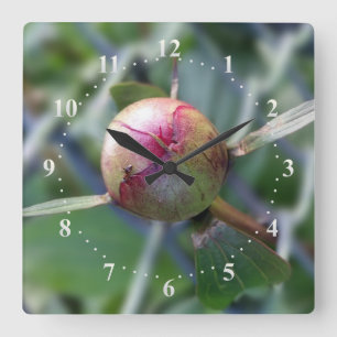 Horloge Carrée bourgeon de pivoine