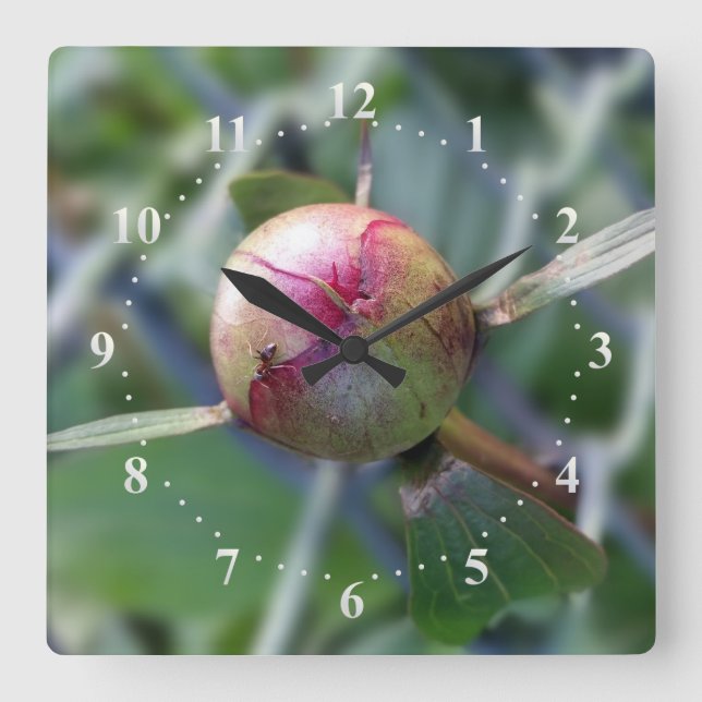 Horloge Carrée bourgeon de pivoine (Recto)
