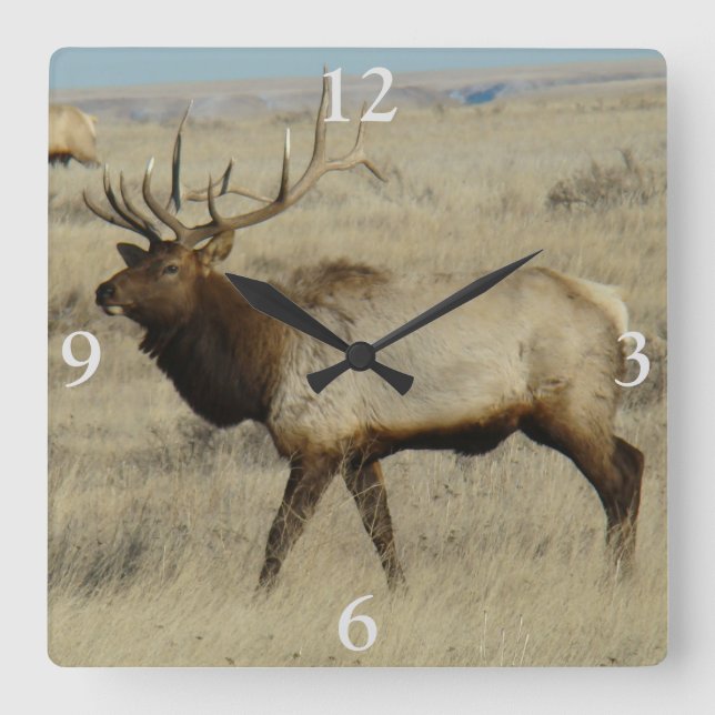 Horloge Carrée Bull Elk Big Bull (Recto)