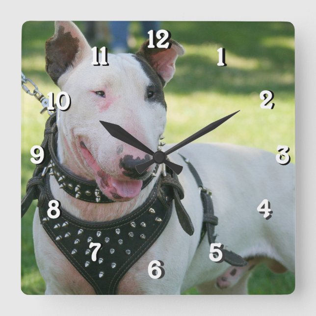 Horloge Carrée Bull terrier dog square clock (Recto)