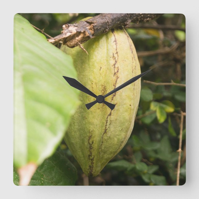 Horloge Carrée cacao pod (Recto)