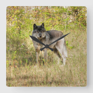 Horloge Carrée Cadeau photo Gray Wolf & Wilderness