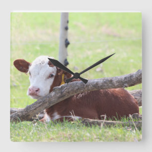 Horloge Carrée Calf Hereford Repose dans le pâturage
