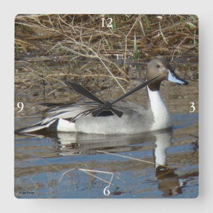 Horloge Carrée Canard colvert B5 Pintail Drake