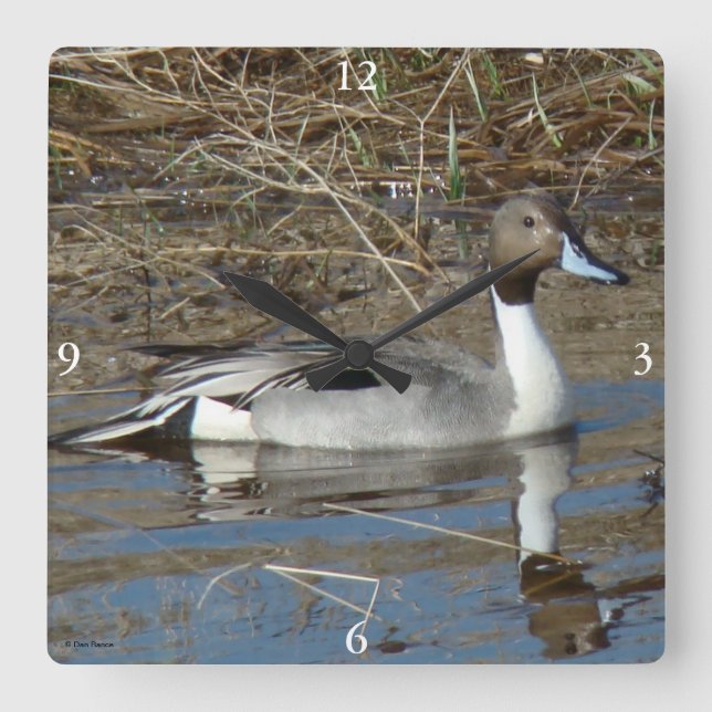 Horloge Carrée Canard colvert B5 Pintail Drake (Recto)