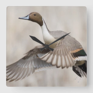 Horloge Carrée Canard pilet mâle en vol