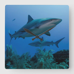 Horloge Carrée Caribbean Reef Shark