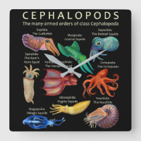 Céphalopodes poulpes calamars
