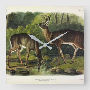 Horloge Carrée Cerf de Virginie - Les Quadrupèdes d'Audubon