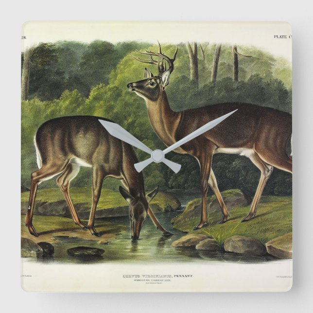 Horloge Carrée Cerf de Virginie - Les Quadrupèdes d'Audubon (Recto)