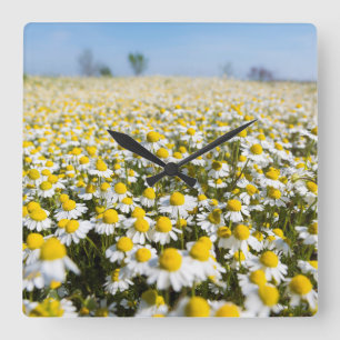 Horloge Carrée Chamomile Field