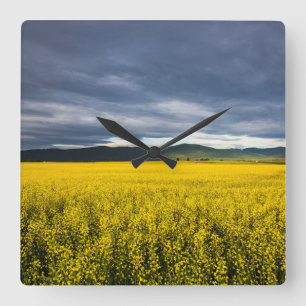 Horloge Carrée Champ de canola le matin dans la Flathead