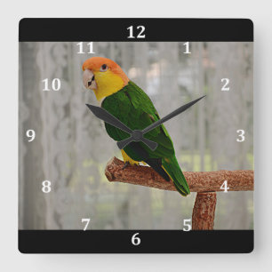 Horloge Carrée Chanter blanc Bellied Caique Parrot