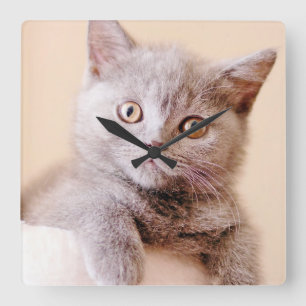 Horloge Carrée Chat britannique mignon de Shorthair