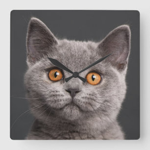 Horloge Carrée chaton britannique Shorthair (3 mois)