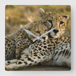 Horloge Carrée Cheetah Cub Snuggling