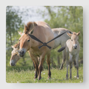 Horloge Carrée Cheval de Przewalski et poulain marchant