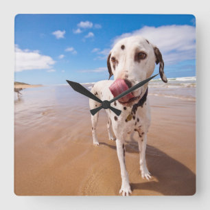 Horloge Carrée Chien dalmatien sur la plage
