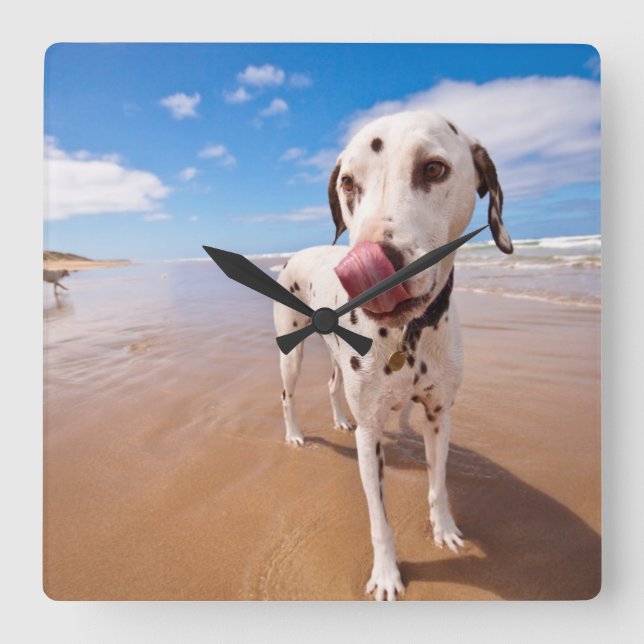 Horloge Carrée Chien dalmatien sur la plage (Recto)