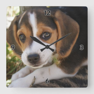Horloge Carrée Chien de bébé beagle