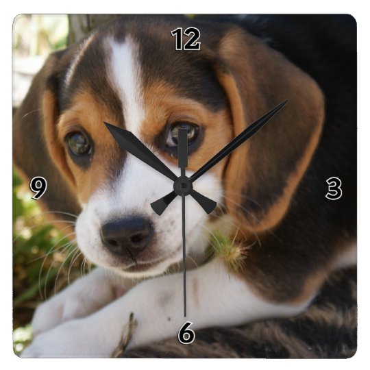 Horloge Carree Chien De Bebe De Beagle Zazzle Fr