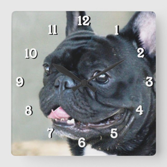 Horloge Carrée Chien de bouledogue français (Recto)