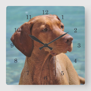 Horloge Carrée Chien de Magyar Vizsla
