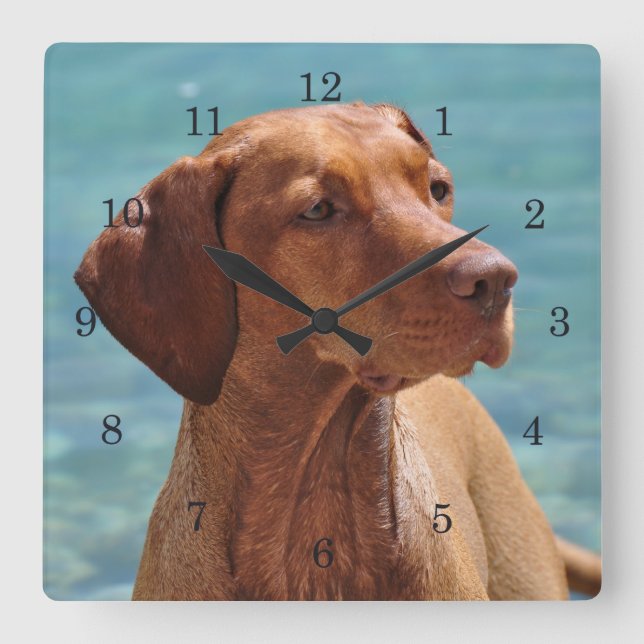 Horloge Carrée Chien de Magyar Vizsla (Recto)