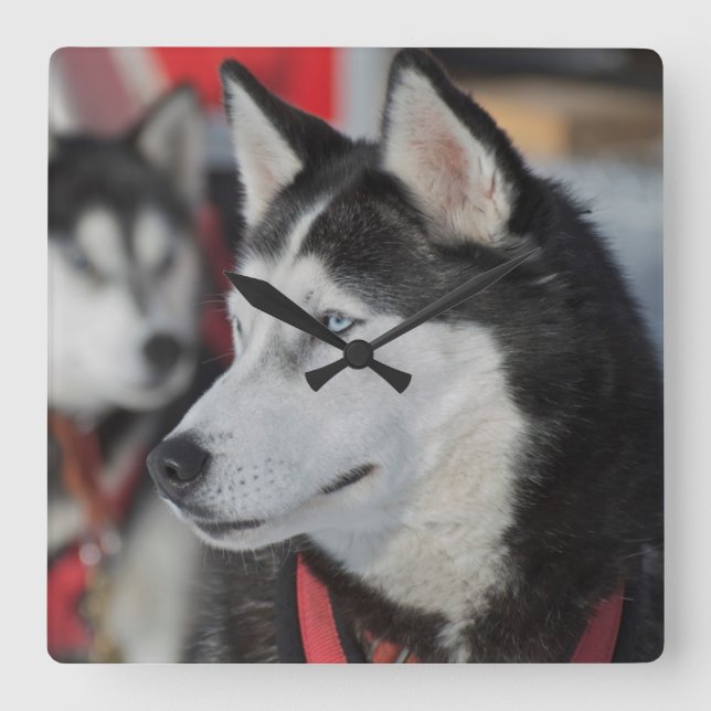 Horloge Carrée Chien husky avant une course, Canada (Recto)