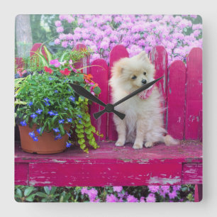 Horloge Carrée Chien Poméranien Lilac Florals Banc de jardin rust
