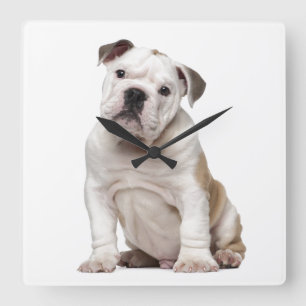 Horloge Carrée Chiot anglais de bouledogue (2 mois)