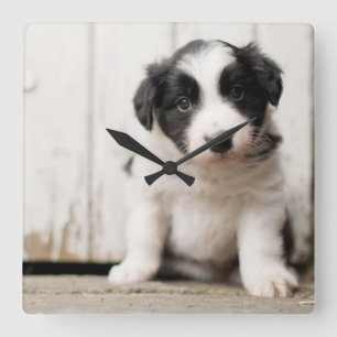 Horloge Carrée Chiot de border collie