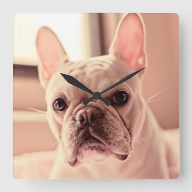 Horloge Carrée Chiot de bouledogue français (Recto)