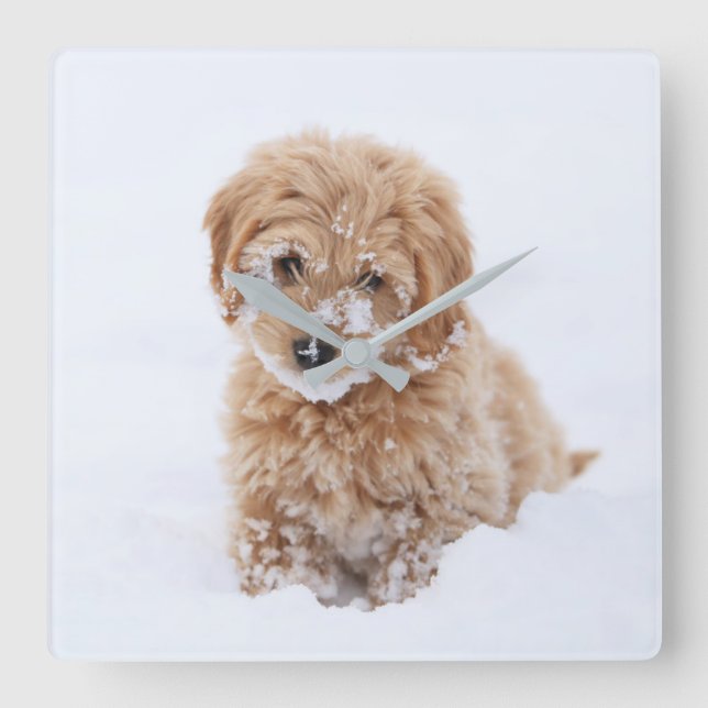 Horloge Carrée Chiot De Goldendoodle Avec La Neige À La Face (Recto)